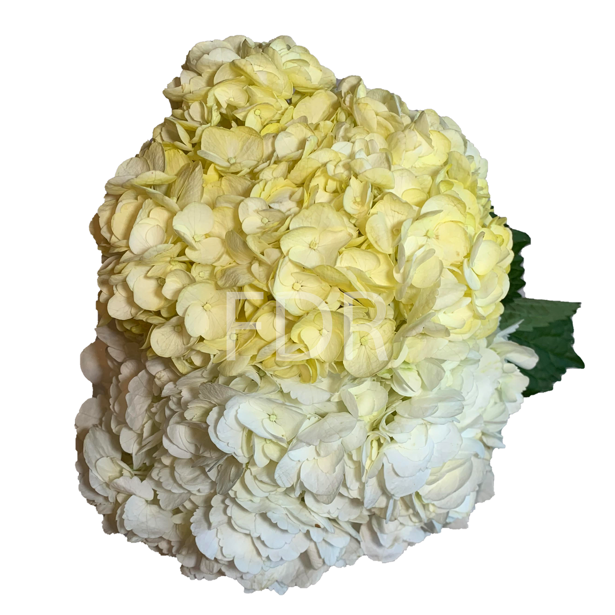 YellowandWhite_1200x1200_crop_