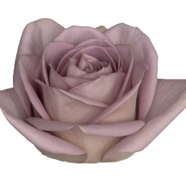 amnesia rose seeds Amnesia Rose (50 STEMS)