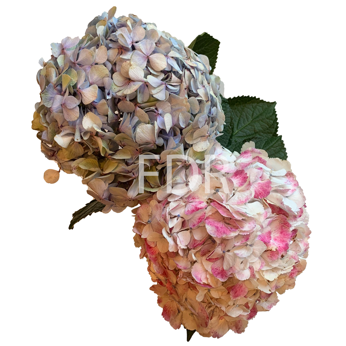 Hydrangea4937　1003 allen + roth 9-in Blue Indoor Hydrangea Artificial Plant 22LOW083