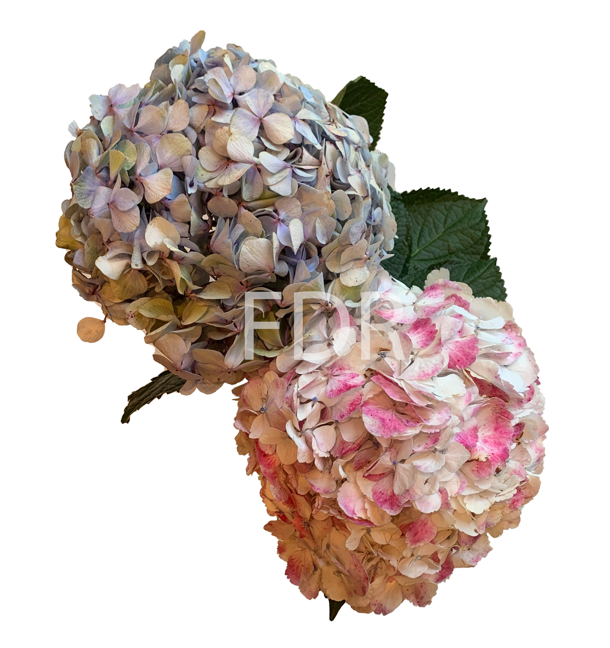 Hydrangea4937　1003 Hydrangea macrophylla 'Blue Enchantress' – Armstrong Garden