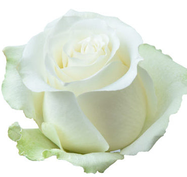 *SALE* One-Day Delivery - Arctica Rose (100 STEMS)