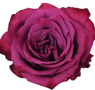 One-Day Delivery - Blueberry Rose (50 STEMS)