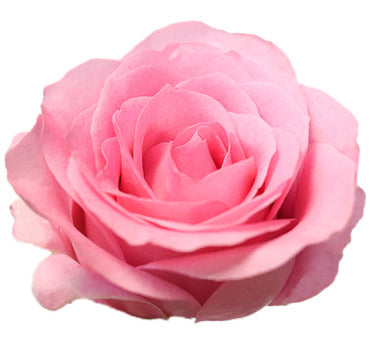 *SALE* One-Day Delivery - Blushing Akito Rose (100 STEMS)
