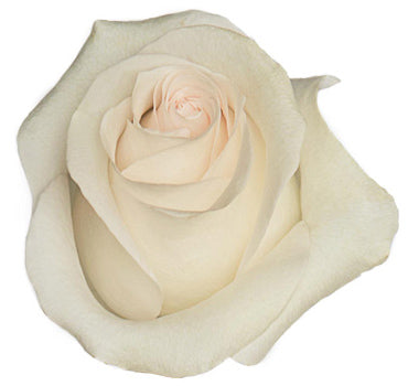 One-Day Delivery - Bridal Akito Rose (100 STEMS)