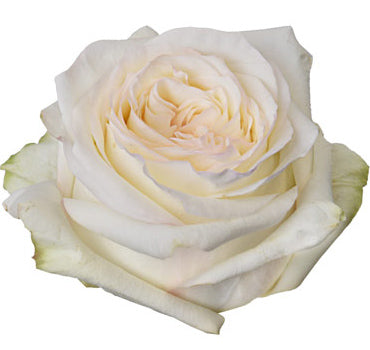 Candlelight Rose (100 Stems)