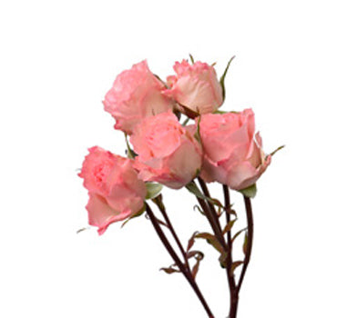 One-Day Delivery - Constellation Spray Rose (100 STEMS)