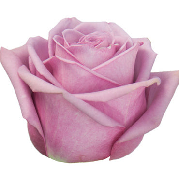 Cool Water Rose (100 Stems)