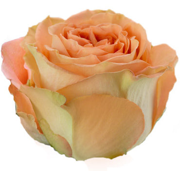 Country Home Rose (100 Stems)