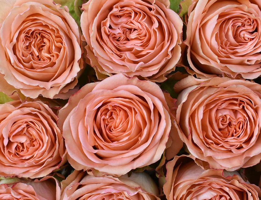 *SALE* One-Day Delivery - Country Home Rose (100 STEMS)