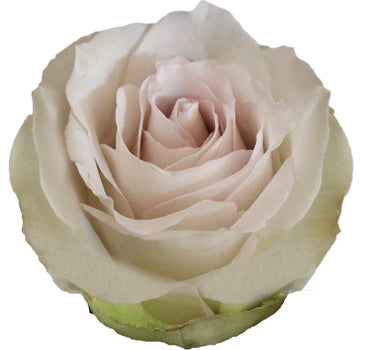 One-Day Delivery - Early Grey Rose (50 STEMS)