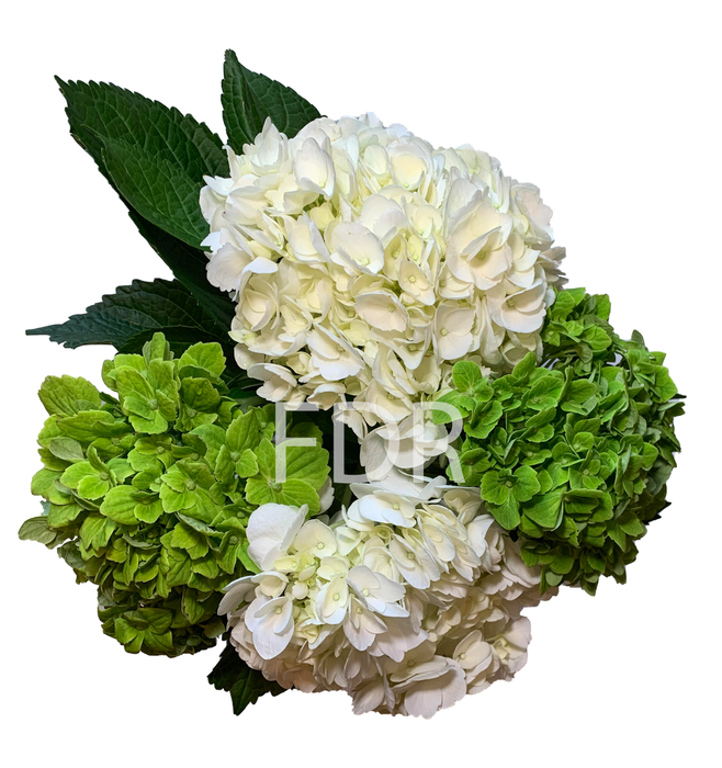 Hydrangea - Emerald Green (20 STEMS) / Select White (20 STEMS)