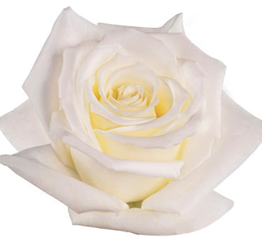 *SALE* One-Day Delivery - White Escimo Rose (150 STEMS)