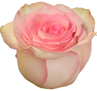 *SALE* One-Day Delivery - Esperance Rose (100 STEMS)