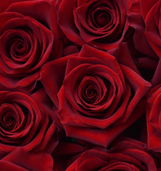 *SALE* One-Day Delivery - Velvet Rose (100 STEMS)