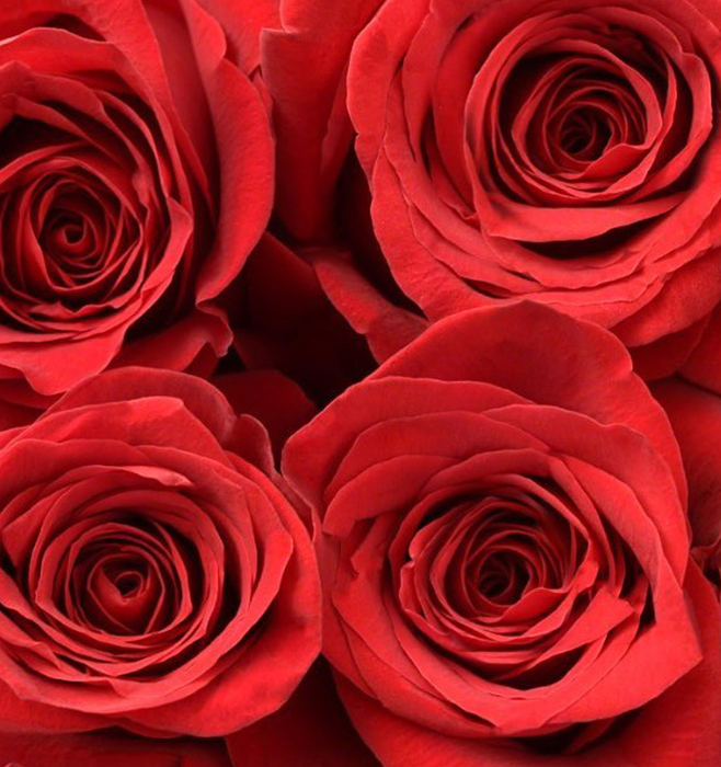 *SALE* One-Day Delivery - PREMIUM Red Rose (100 STEMS)