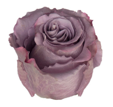 *SALE* One-Day Delivery - LONG STEM Grey Knights Rose (100 STEMS)