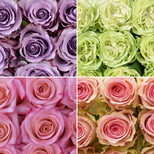 Perfectmatch Roses DESIGNER ROSES | MIX & MATCH — Farm Direct Rose