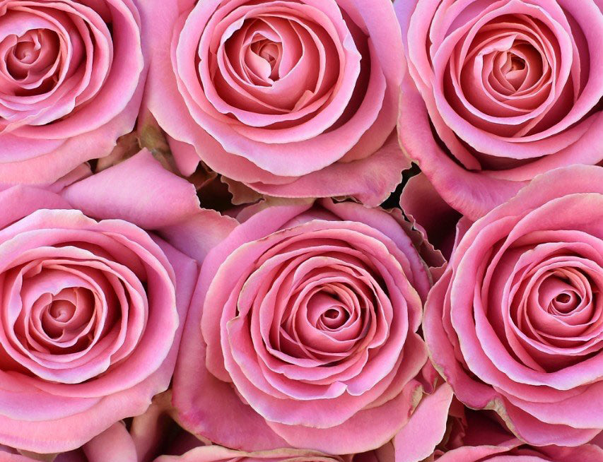 *SALE* One-Day Delivery - Hermosa Rose (100 STEMS)