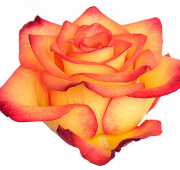 *SALE* One-Day Delivery - High & Magic Rose (100 STEMS)