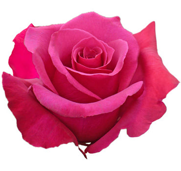Hot Pink Rose (100 Stems)