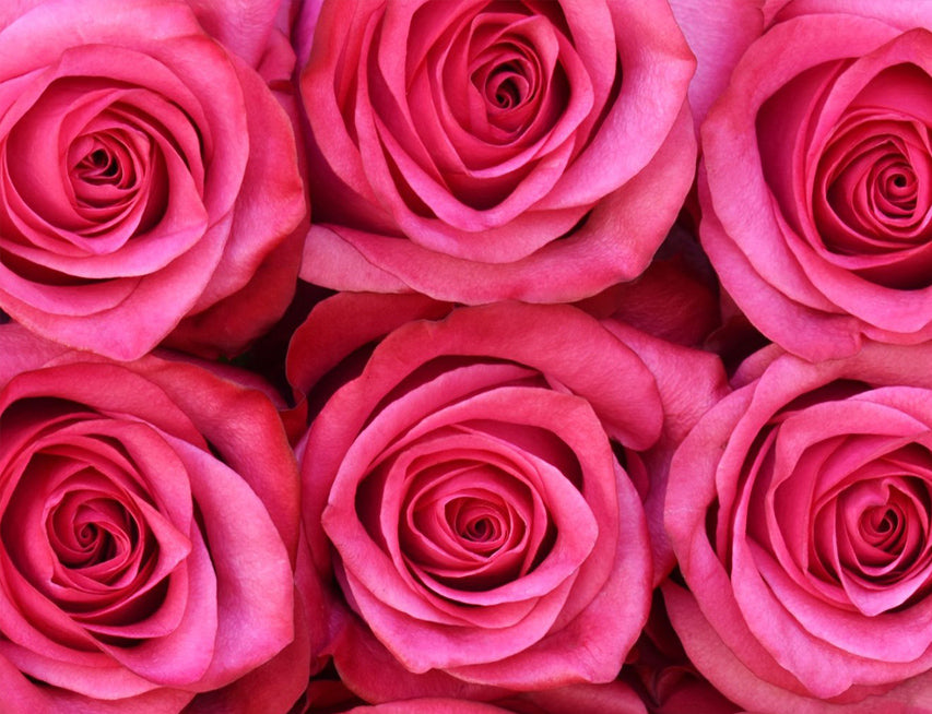 *SALE* One-Day Delivery - Lola Rose (100 STEMS)