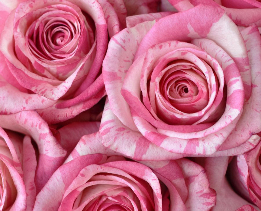 *SALE* One-Day Delivery - Magic Times Rose (100 STEMS)