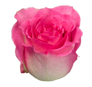 Malibu Rose (100 Stems)