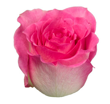 Malibu Rose (100 Stems) — Farm Direct Rose