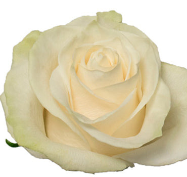 One-Day Delivery - White Mondial Rose (50 STEMS)