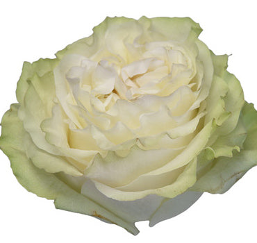 Moonstone Ruffle Roses Moonstone Rose (100 Stems) — Farm Direct Rose