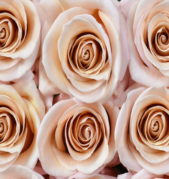 Mother of Pearl Rose (100 Stems)