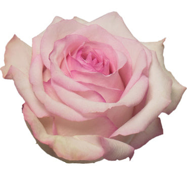*SALE* One-Day Delivery - Nena Rose (100 STEMS)