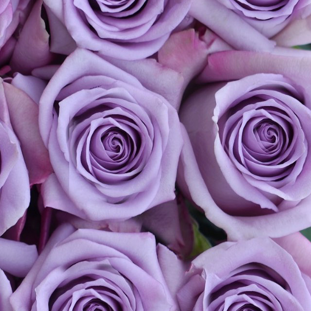 Ocean Mist Roses Ocean Song Rose