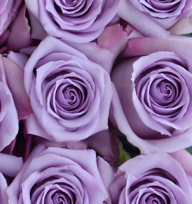 *SALE* One-Day Delivery - Ocean Song Rose (100 STEMS)