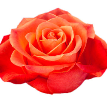 One-Day Delivery - Orange Crush Rose (50 STEMS)