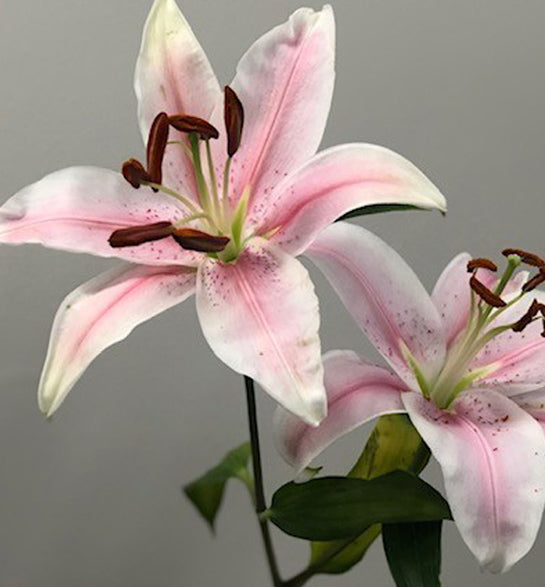 sorbonne lily flower Oriental Lilies