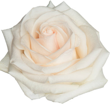 One-Day Delivery - LIGHT PINK Pastella Rose (100 STEMS)