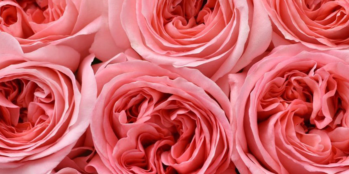 rose pink様❁︎オーダー　ハーバリウム2027 2.11。:°ஐ*。: rose pink様❁︎オーダー ハーバリウム2027 2.11。:°ஐ*。: 【公式通販】