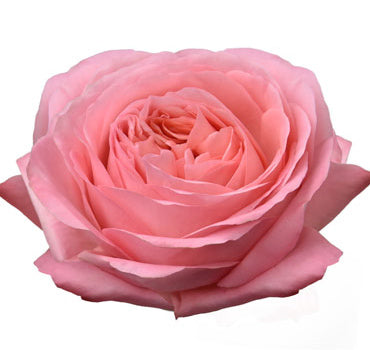 Pink Express Roses Pink Xpression Rose (100 Stems) — Farm Direct Rose