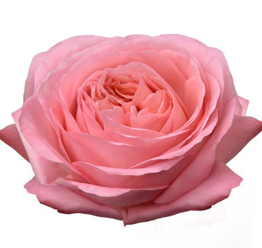 Pink Xpression Rose (100 Stems)