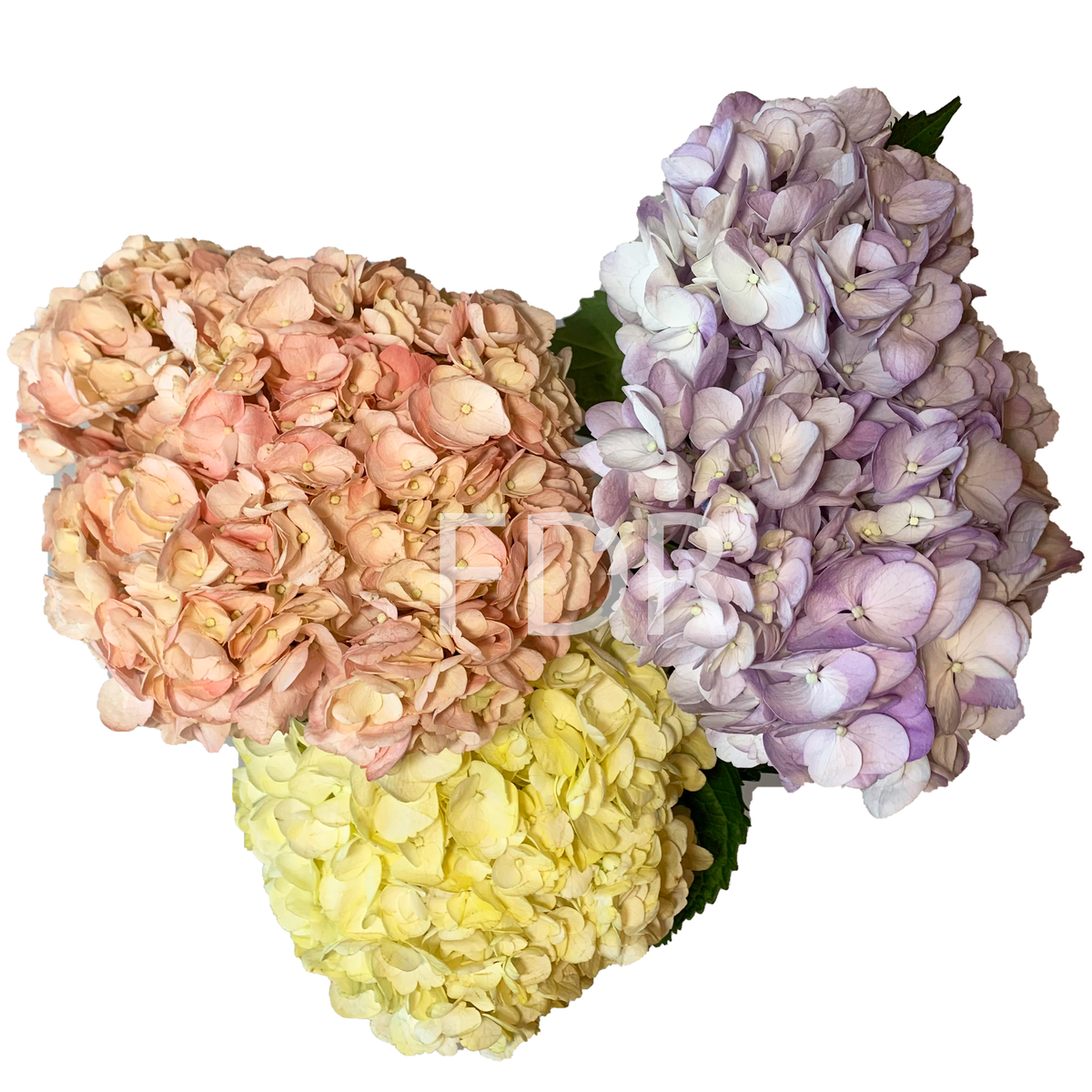 Hydrangea - Light Pink, Tinted Yellow, Light Lavender (40 STEMS Hydrangea - Light Pink, Tinted Yellow, Light Lavender (40 STEMS