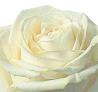 One-Day Delivery - Playa Blanca Rose (50 STEMS)