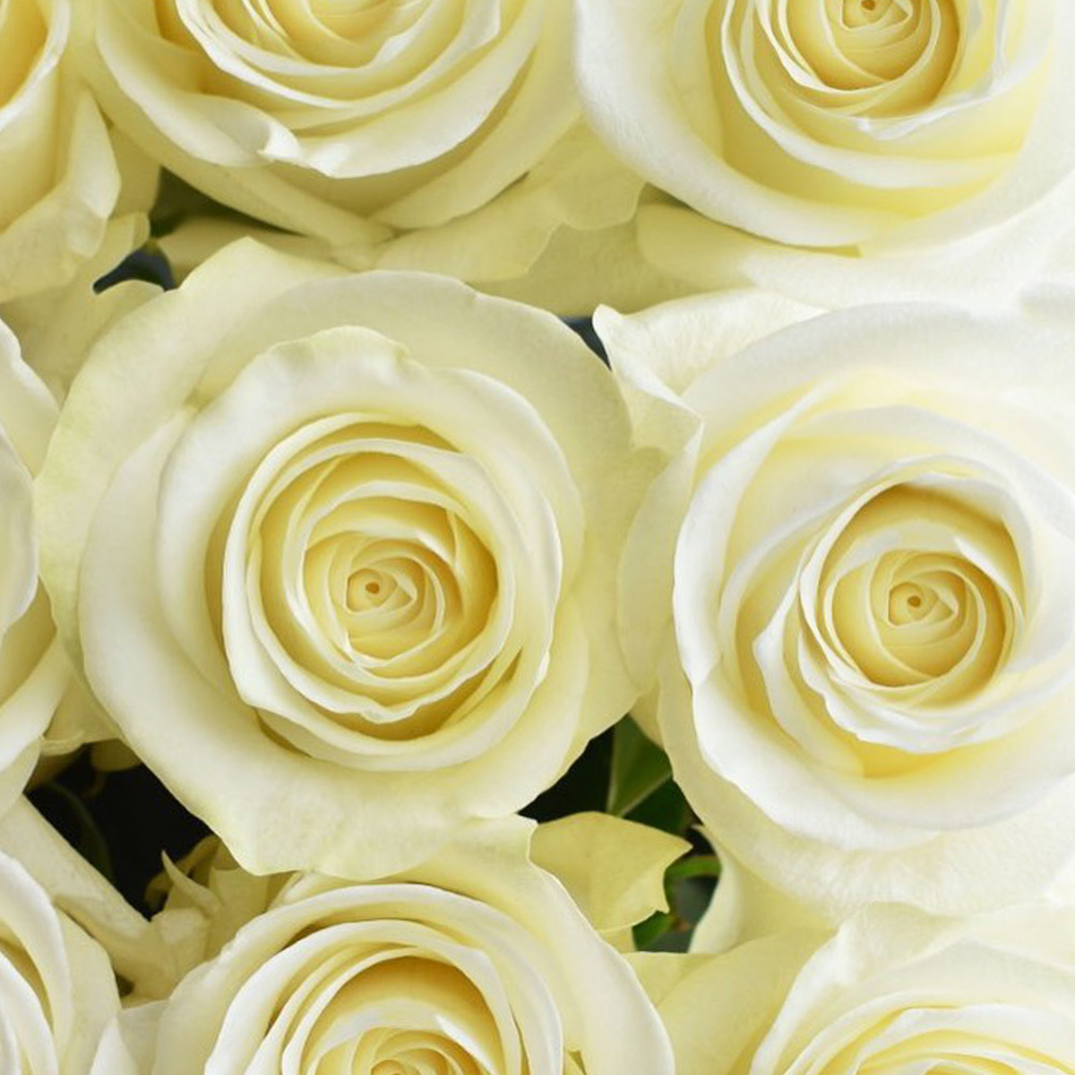 Quaker Star Rose