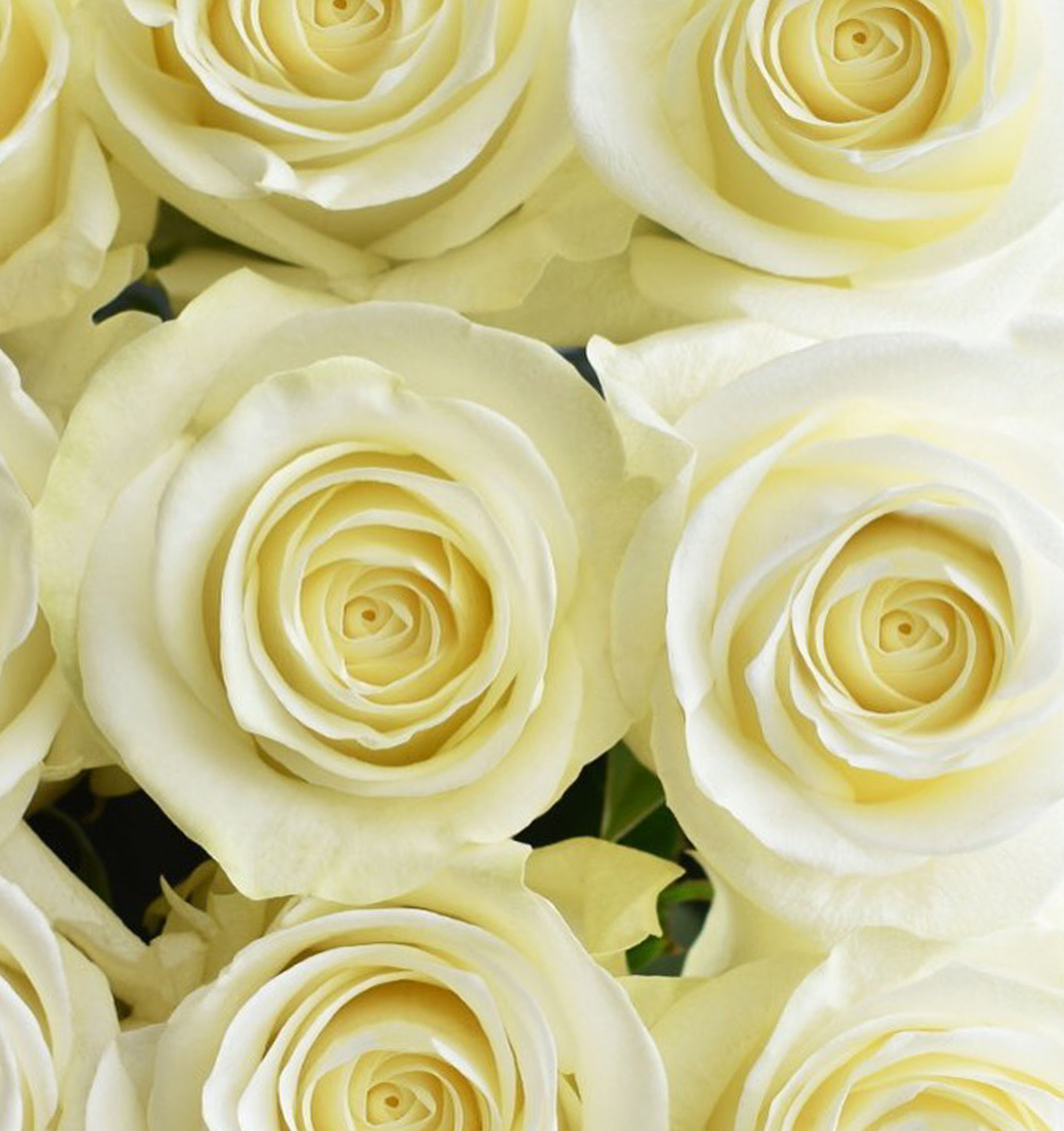 Polar Star Rose (100 Stems) — Farm Direct Rose