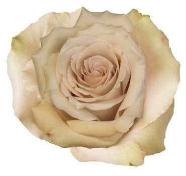 One-Day Delivery - Quick Sand Rose (75 STEMS)