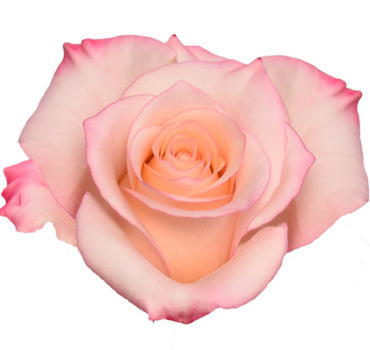 *SALE* One-Day Delivery - Rhoslyn Rose (100 STEMS)