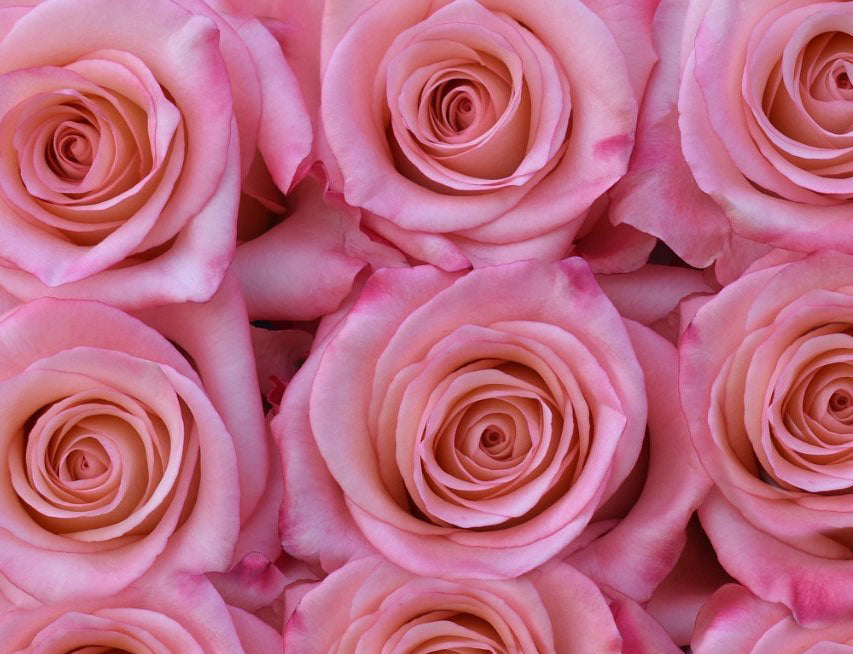 Rhoslyn Rose (100 Stems) — Farm Direct Rose