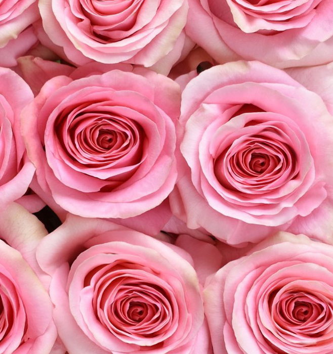 *SALE* One-Day Delivery - Long Stem Saga Rose (100 STEMS)