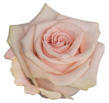 One-Day Delivery - Salma Rose (100 STEMS)
