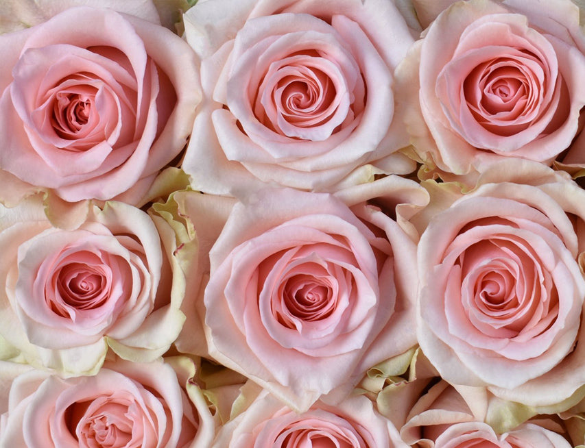 One-Day Delivery - Salma Rose (100 STEMS)